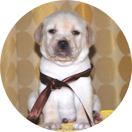 男の子(茶リボン母エメラルド)(A child of マナスル & ) 男の子(茶リボン母エメラルド)